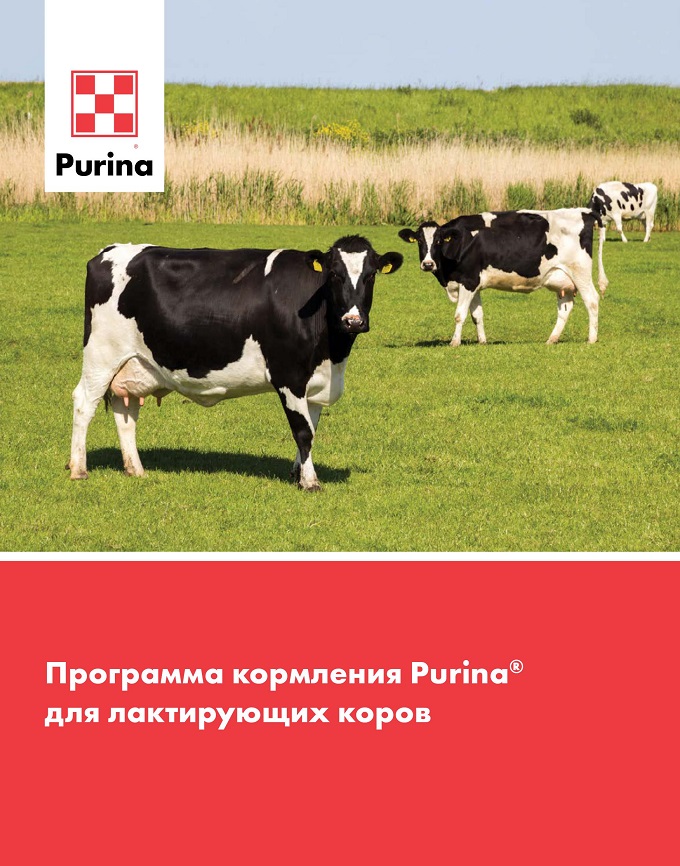 Программа кормления Purina<sup>®</sup> для лактирующих коров 