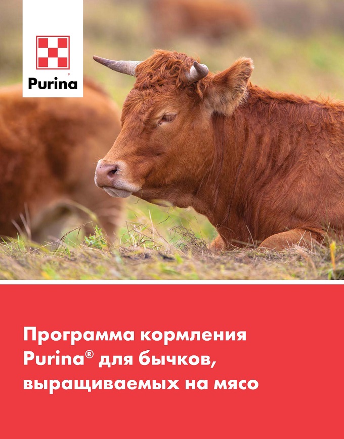 Программа кормления Purina<sup>®</sup> для бычков, выращиваемых на мясо