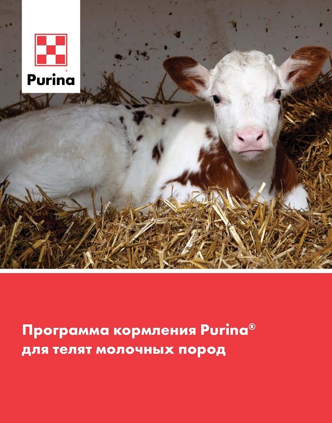 Программа кормления Purina<sup>®</sup> для телят молочных пород