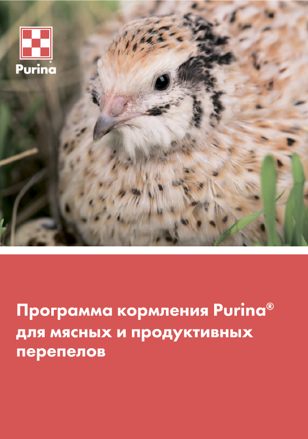 Программа кормления Purina® для мясных и продуктивных перепелов